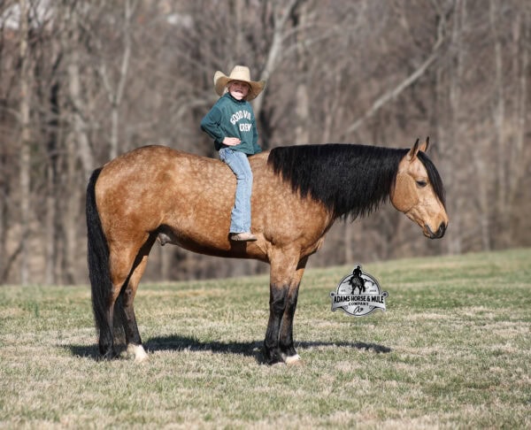 Royal Peppy - Image 11