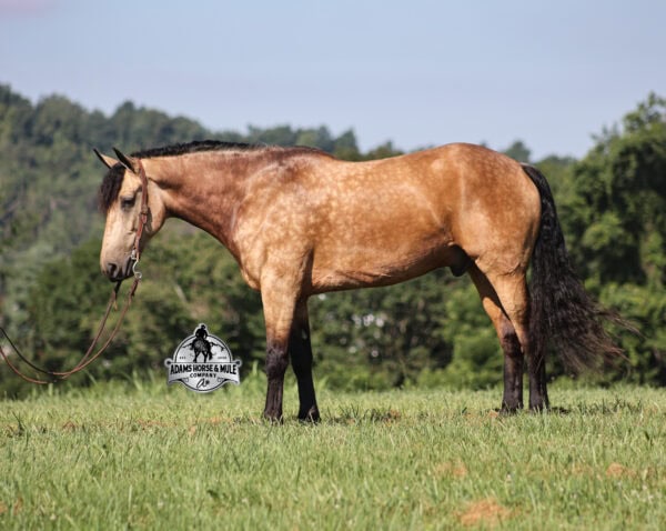 Ariat- Sells in Gladstone, New Jersey Sep. 26-27th - Image 13