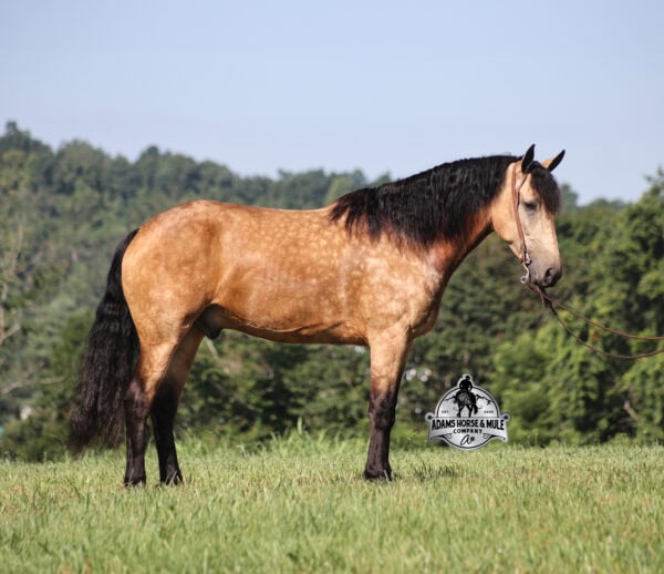 Ariat- Sells in Gladstone, New Jersey Sep. 26-27th - Image 12