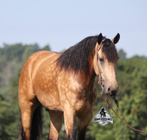Ariat- Sells in Gladstone, New Jersey Sep. 26-27th - Image 10