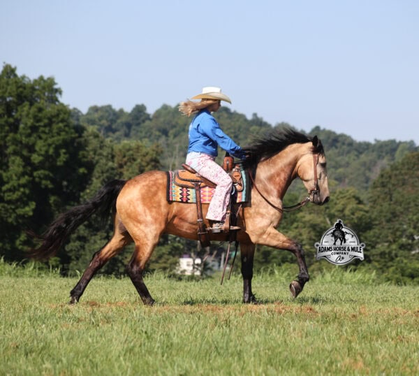 Ariat- Sells in Gladstone, New Jersey Sep. 26-27th - Image 11
