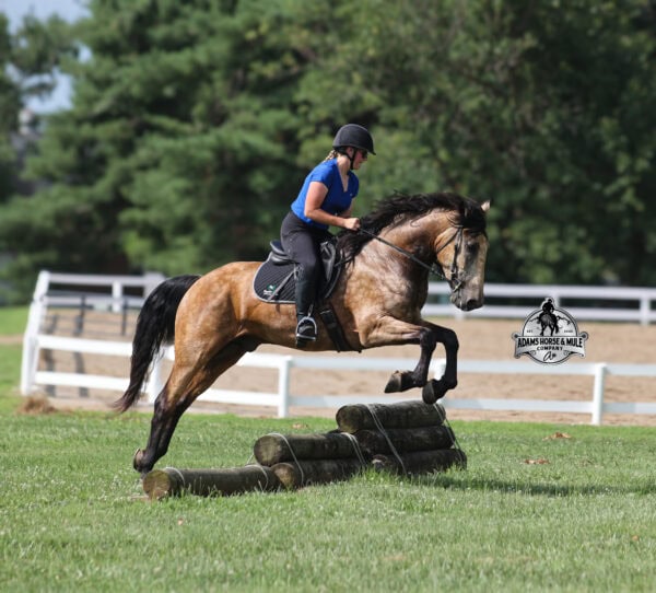 Ariat- Sells in Gladstone, New Jersey Sep. 26-27th - Image 3
