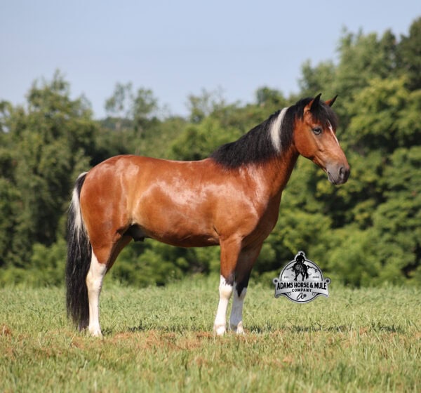 Snickers- Sells in Gladstone, New Jersey Sep. 26-27th - Image 9