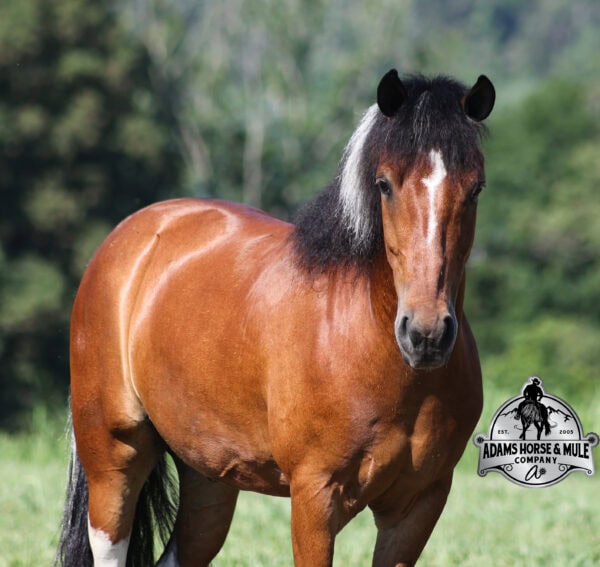 Snickers- Sells in Gladstone, New Jersey Sep. 26-27th - Image 10