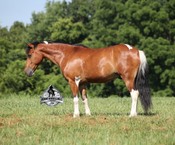 Snickers- Sells in Gladstone, New Jersey Sep. 26-27th - Image 12