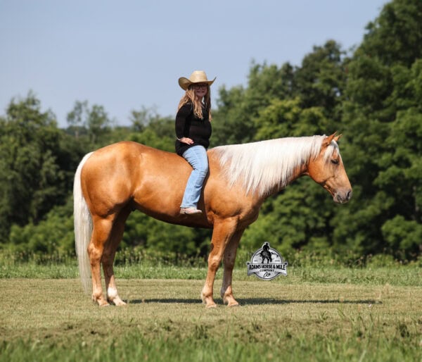 Cinco MR MEX BERRY 576- Sells in Gladstone, New Jersey Sep. 26-27th