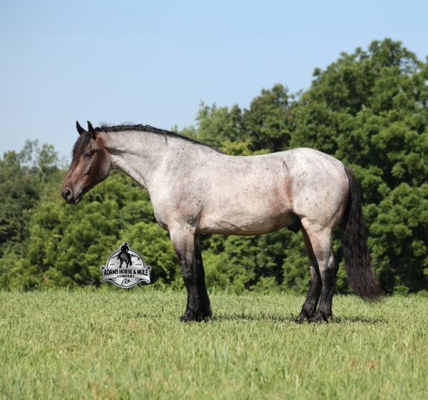 Rango- Sells in Gladstone, New Jersey Sep. 26-27th - Image 2