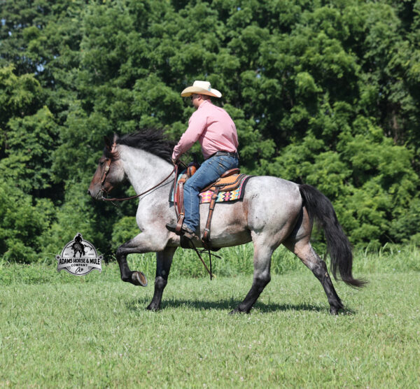 Rango- Sells in Gladstone, New Jersey Sep. 26-27th - Image 13
