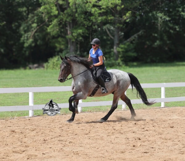 Rango- Sells in Gladstone, New Jersey Sep. 26-27th - Image 7