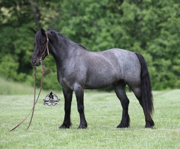 Razz- Sells in Gladstone, New Jersey Sep. 26-27th - Image 3