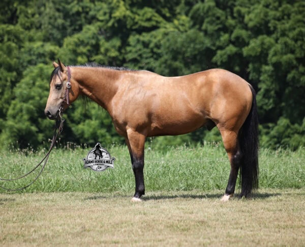 Royal Peppy - Image 15