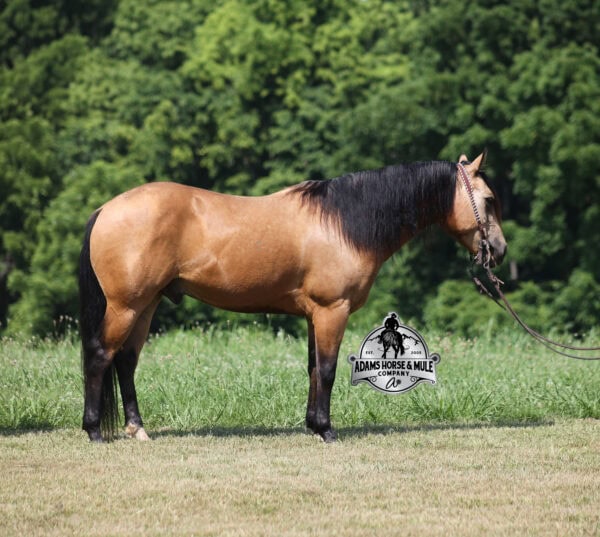 Royal Peppy - Image 17