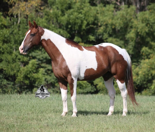Tonto - Image 3