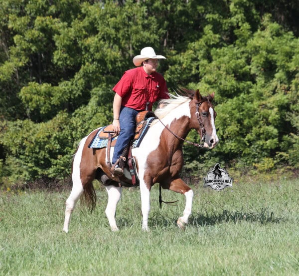 Tonto - Image 2