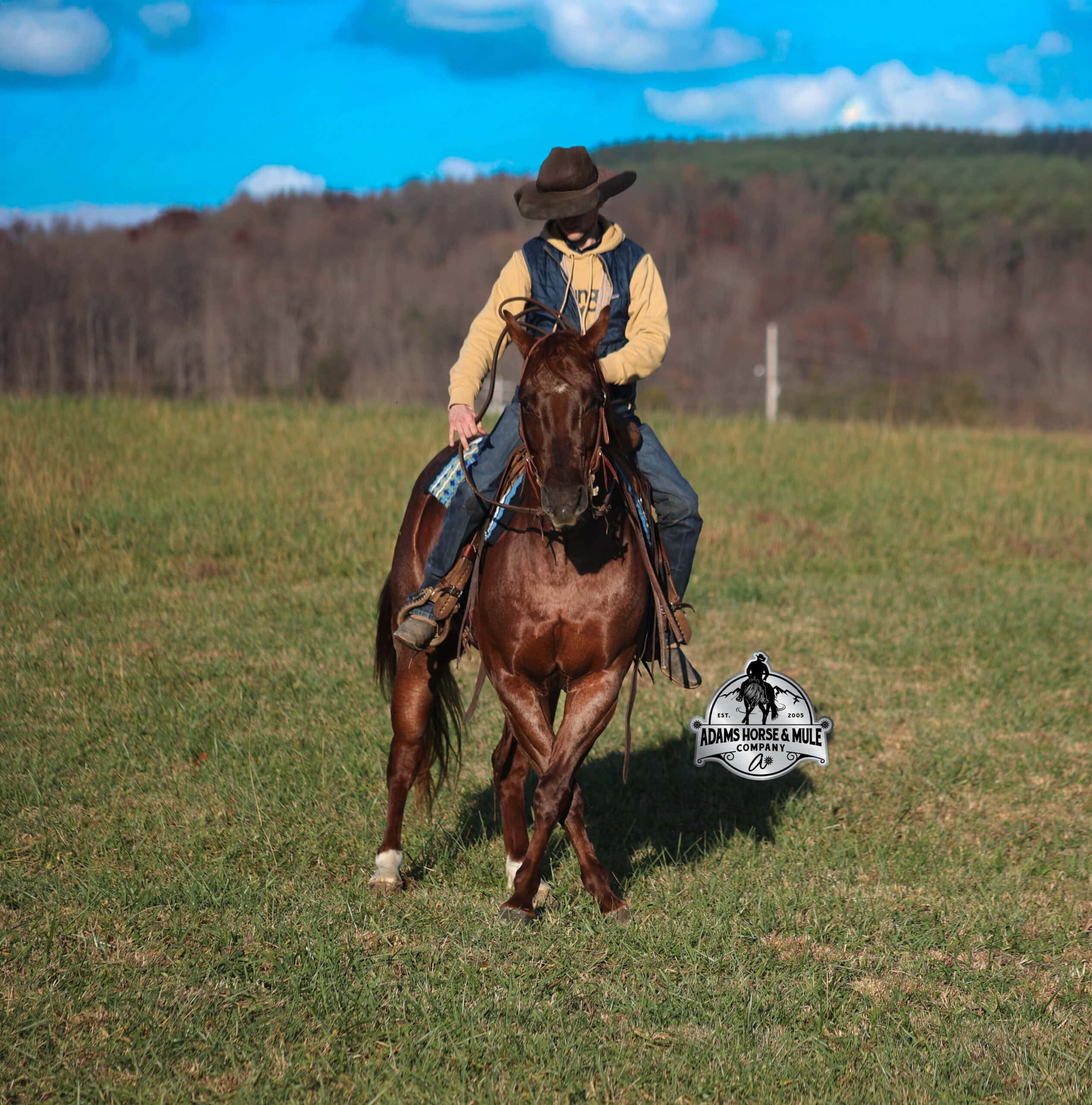 Barts Little Lefty - Image 2