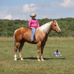 Crashin Badicoot- Quincy Consigned to Cowgirl Cadillacs Sheridan, WY June 12-13th 2026