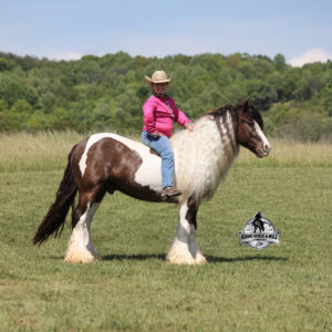 GDR Tumbleweeds Sheriff- Fabio Consigned to Cowgirl Cadillacs Sheridan, WY June 12-13th 2026