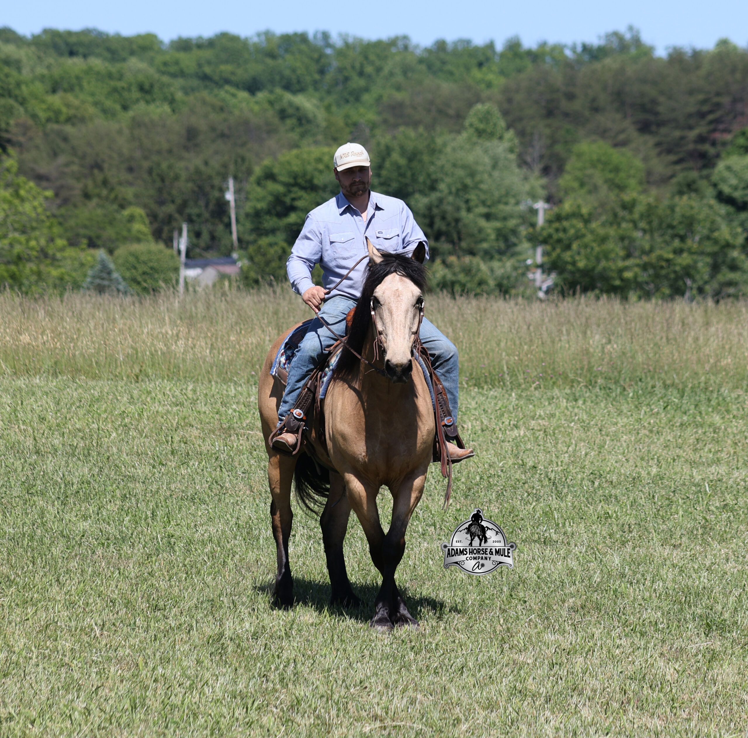 Shiloh - Image 8
