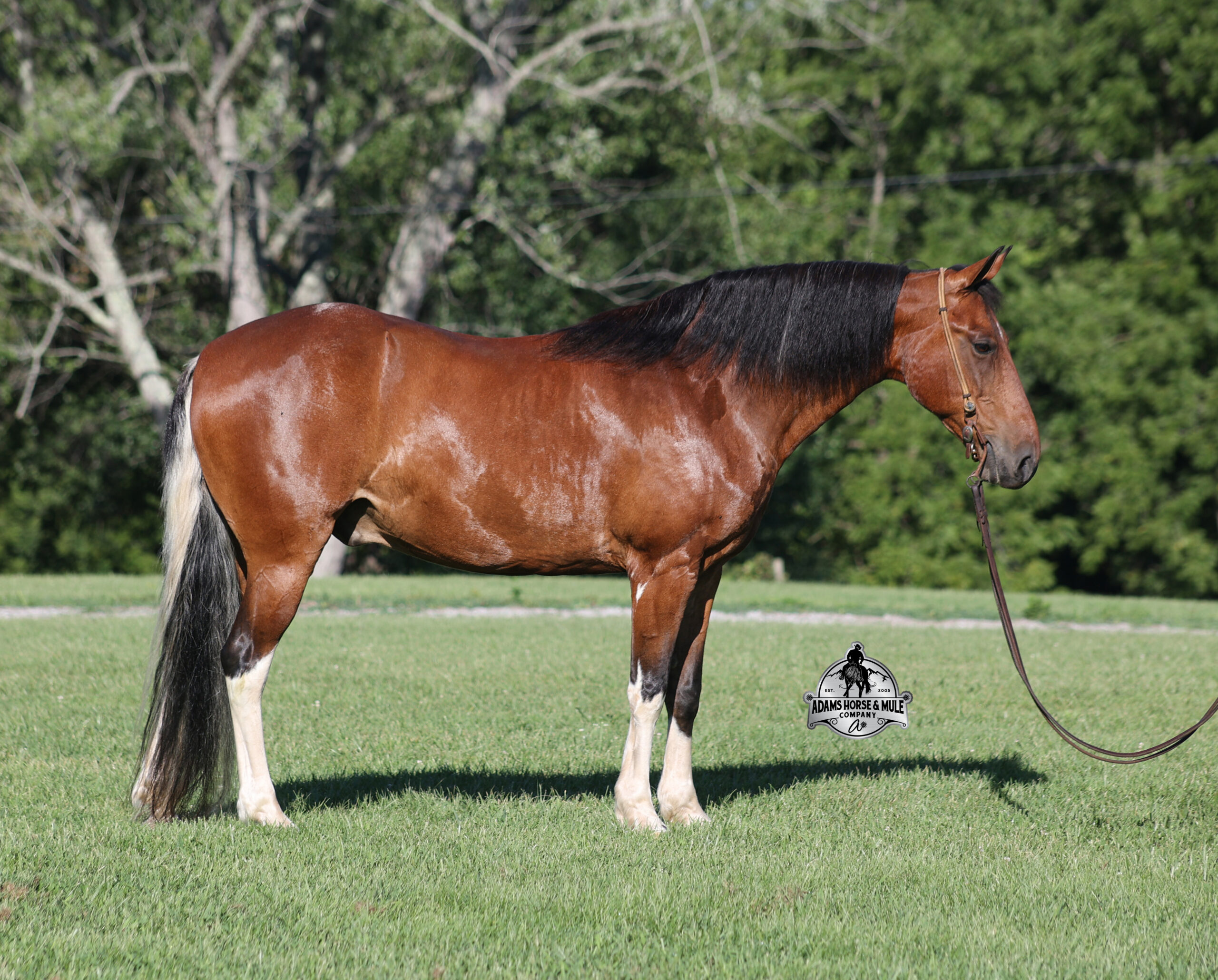 Chief - Image 2