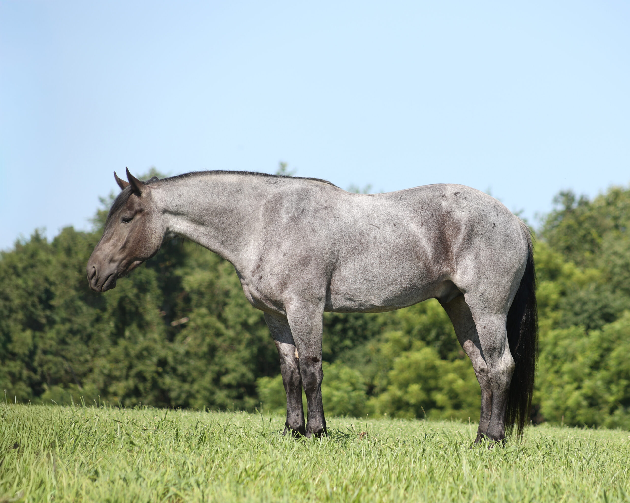 Rio- Consigned to Best Of The West September 25-26th - Image 2