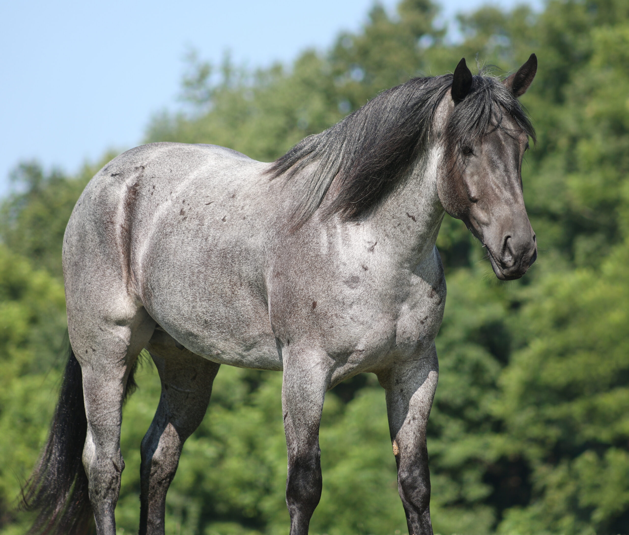 Rio- Consigned to Best Of The West September 25-26th - Image 3