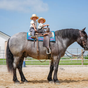 Flint- Consigned to Best Of The West